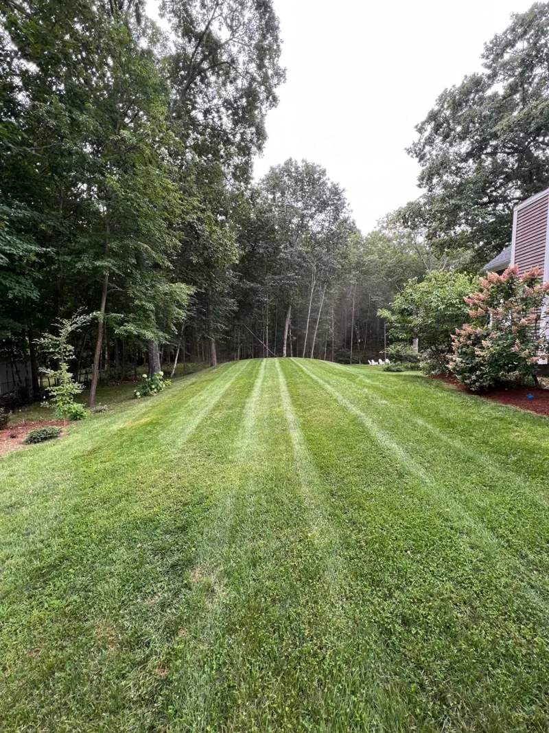 Lawn beneath mature trees
